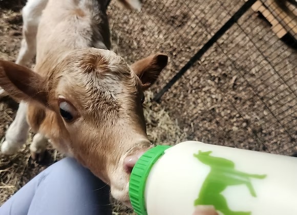 Mini Zebu Bottle Bull Calf — Healthy & Tame